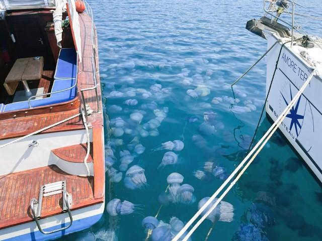 İzmir Körfezi ve Foça kıyılarında deniz anası (rhizostoma pulmo) yoğunluğu yaşanıyor. ( Burcu Toptaş - Anadolu Ajansı )