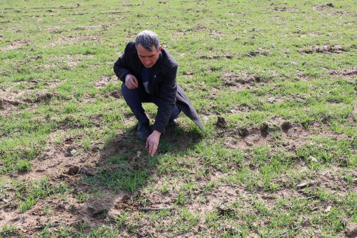 Yem bitkisinde verim, sertifikalı tohumla arttı